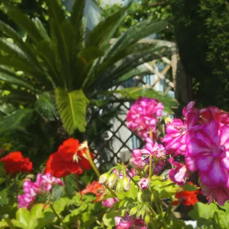 Alexandre Iii 칸느